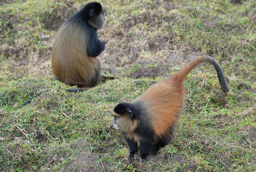 Golden Monkey Trekking, Volcanoes National Park, Rwanda